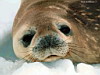 miniatura_foca1 copia